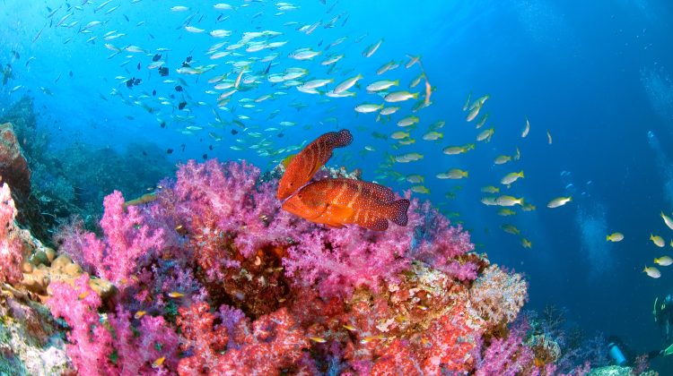 reef-coral-underwater-scuba diving