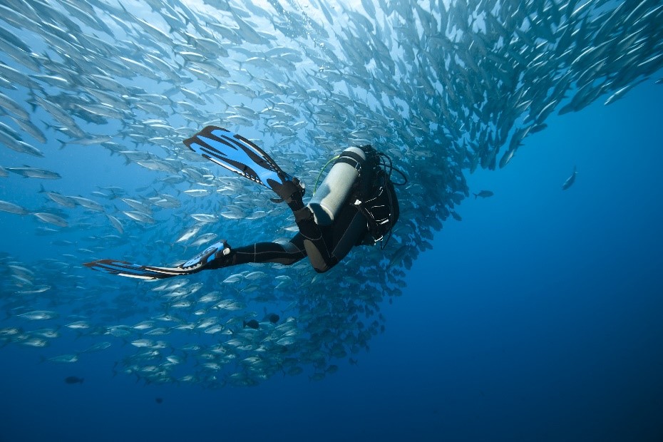 A scuba diver and PADI Underwater Naturalist swims toward and observes a giant shoal of fish in the open blue ocean