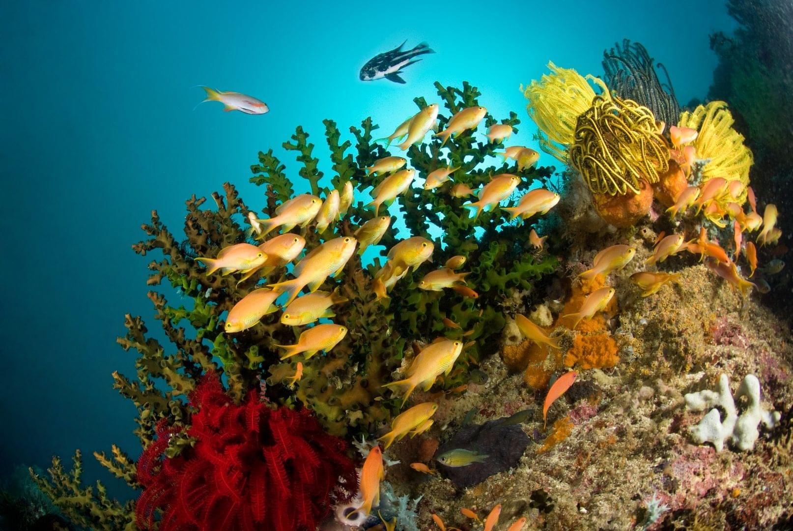 Philippines - marine life - underwater