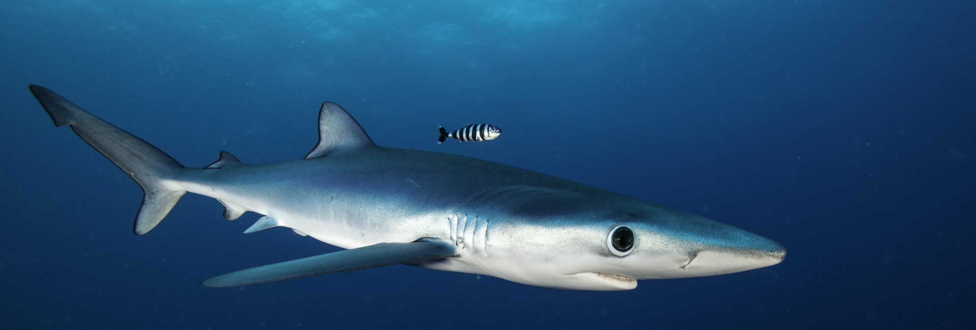 How to Overcome a Fear of Sharks