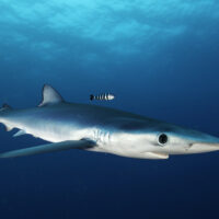 BlueShark_Shutterstock