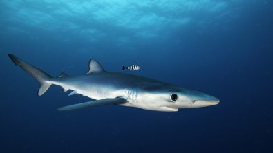 BlueShark_Shutterstock