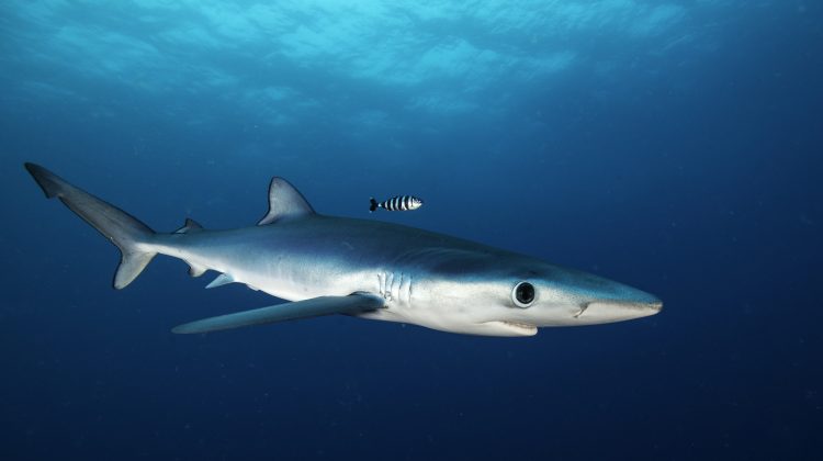 BlueShark_Shutterstock