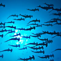 HammerheadSharks_Shutterstock
