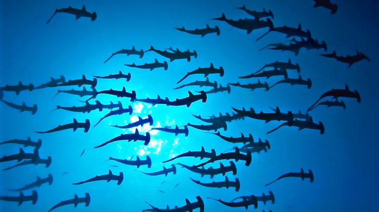 HammerheadSharks_Shutterstock