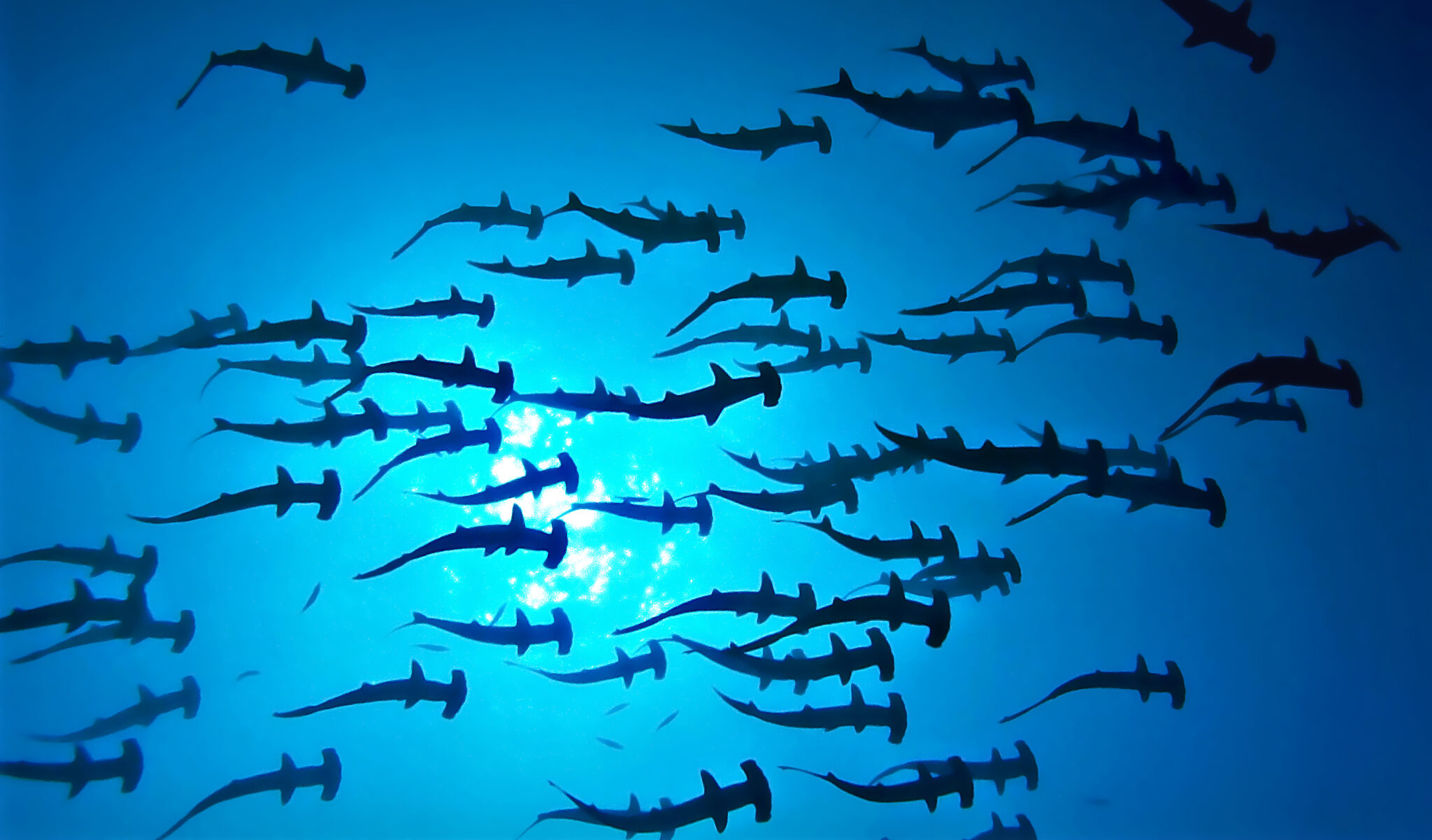 Sharks circling overhead at Bajo Alcyone, Cocos Island, possibly the number 1 dive site in the world for hammerhead sharks