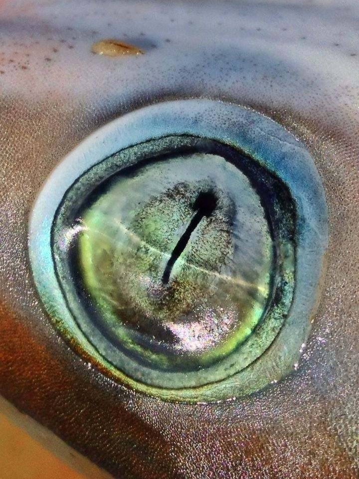 The eye of a sharpnose shark