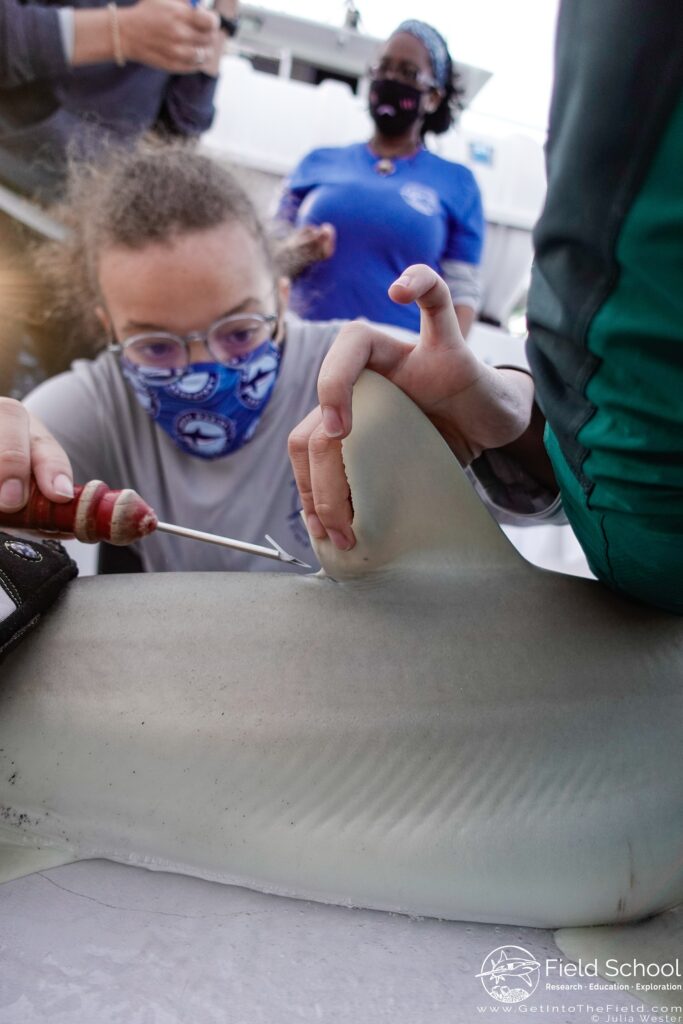 A woman scientist places a tag into a shark