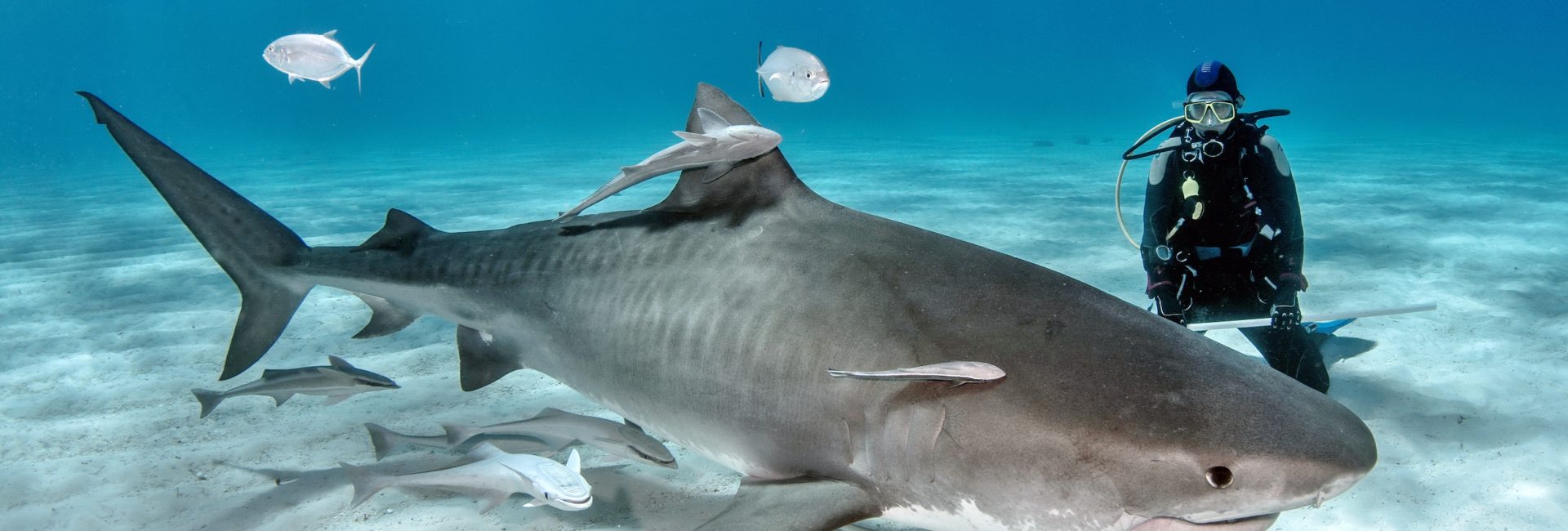 The Oceans Need Sharks, and the Sharks Need You