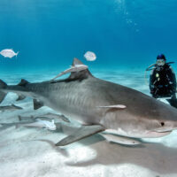 SharkWeek_PADI_Shutterstock