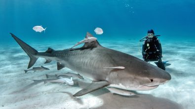 SharkWeek_PADI_Shutterstock