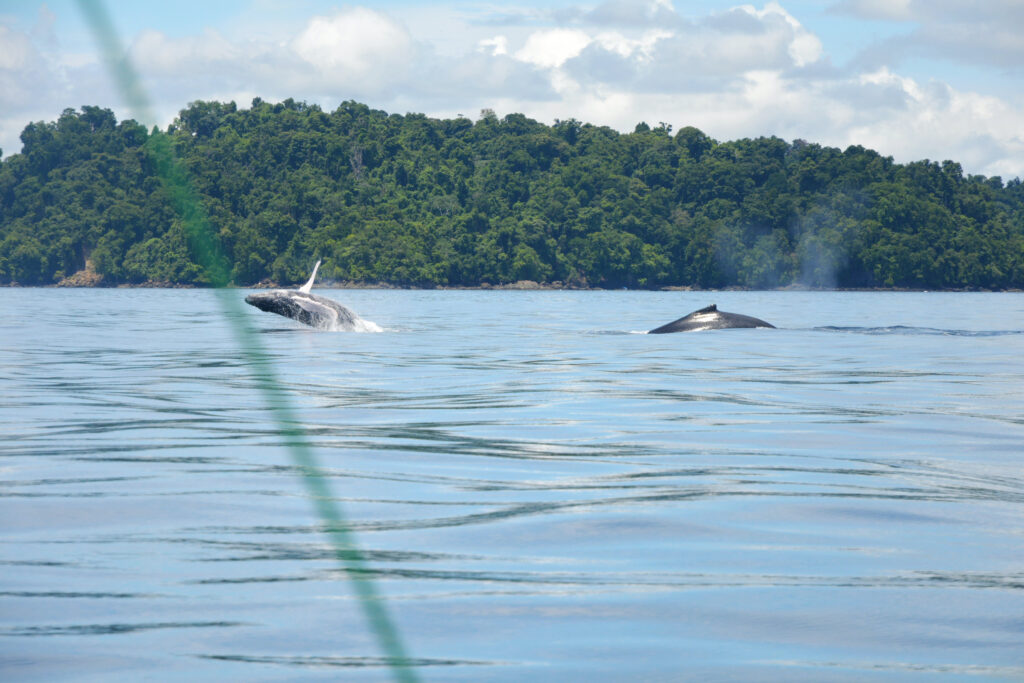 Snorkeling and whale watching in Coiba Panama