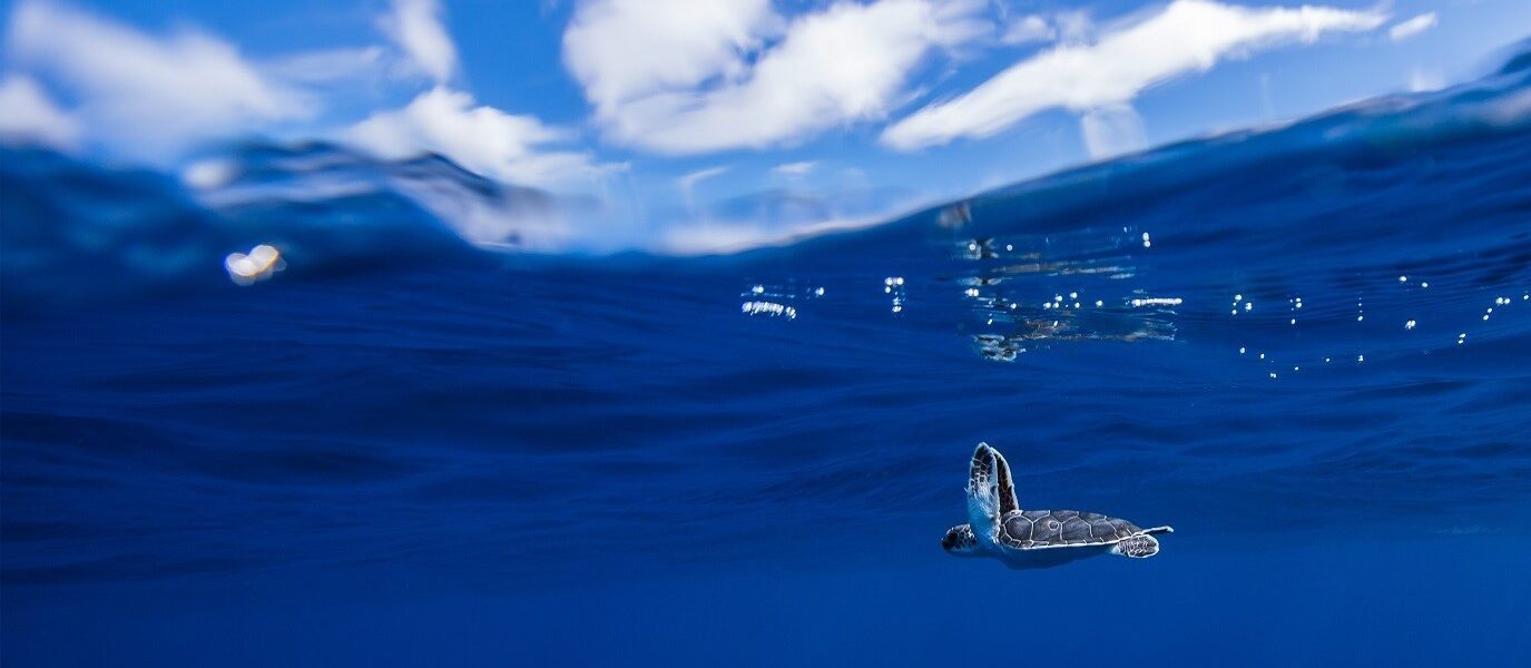 PADI AWARE Foundation (PADI AWARE財団)のご紹介 – 海洋環境保護のための非営利の環境保護組織