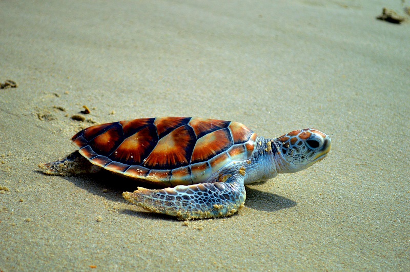 Loop2Cycle: Creating Value from Ocean Plastic