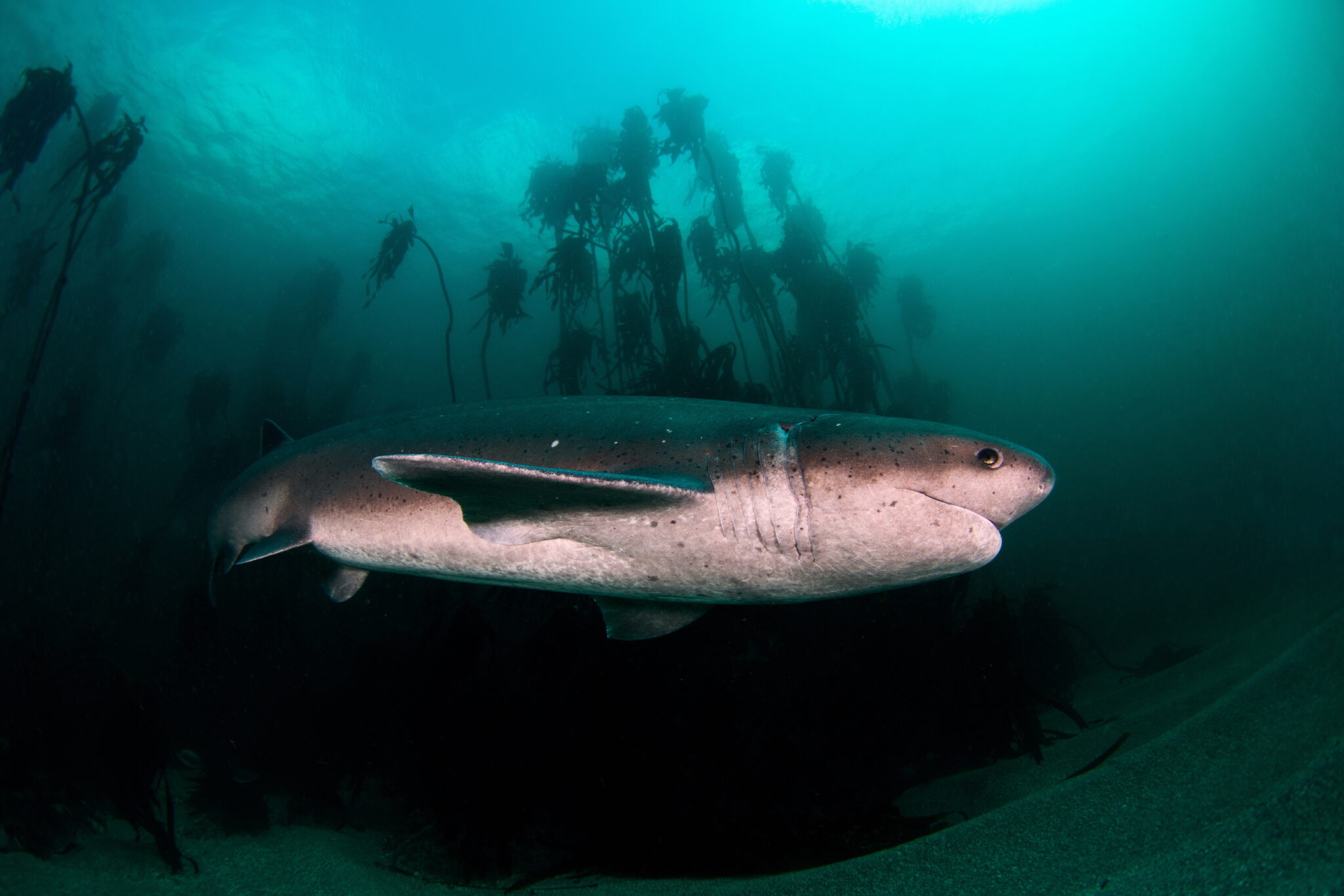 A cowshark (aka sevengill) swims in a kelp forest at False Bay, South Africa, one of the few places to see this species