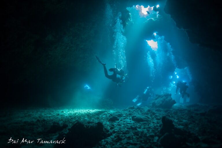 Dive in the United States - Top Dive Sites in The Top 4 Diving States