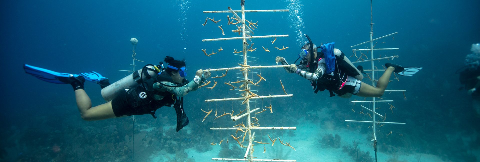 海のためのトーチベアラーとPADI AWARE財団