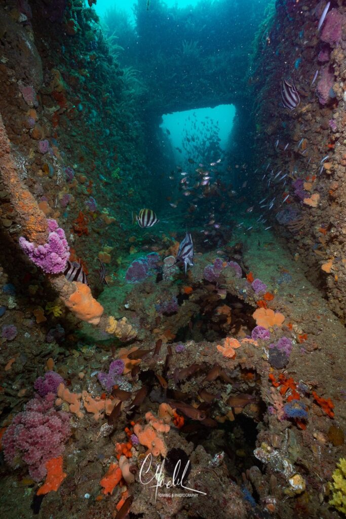 The Dredge-Australia-wreck-underwater