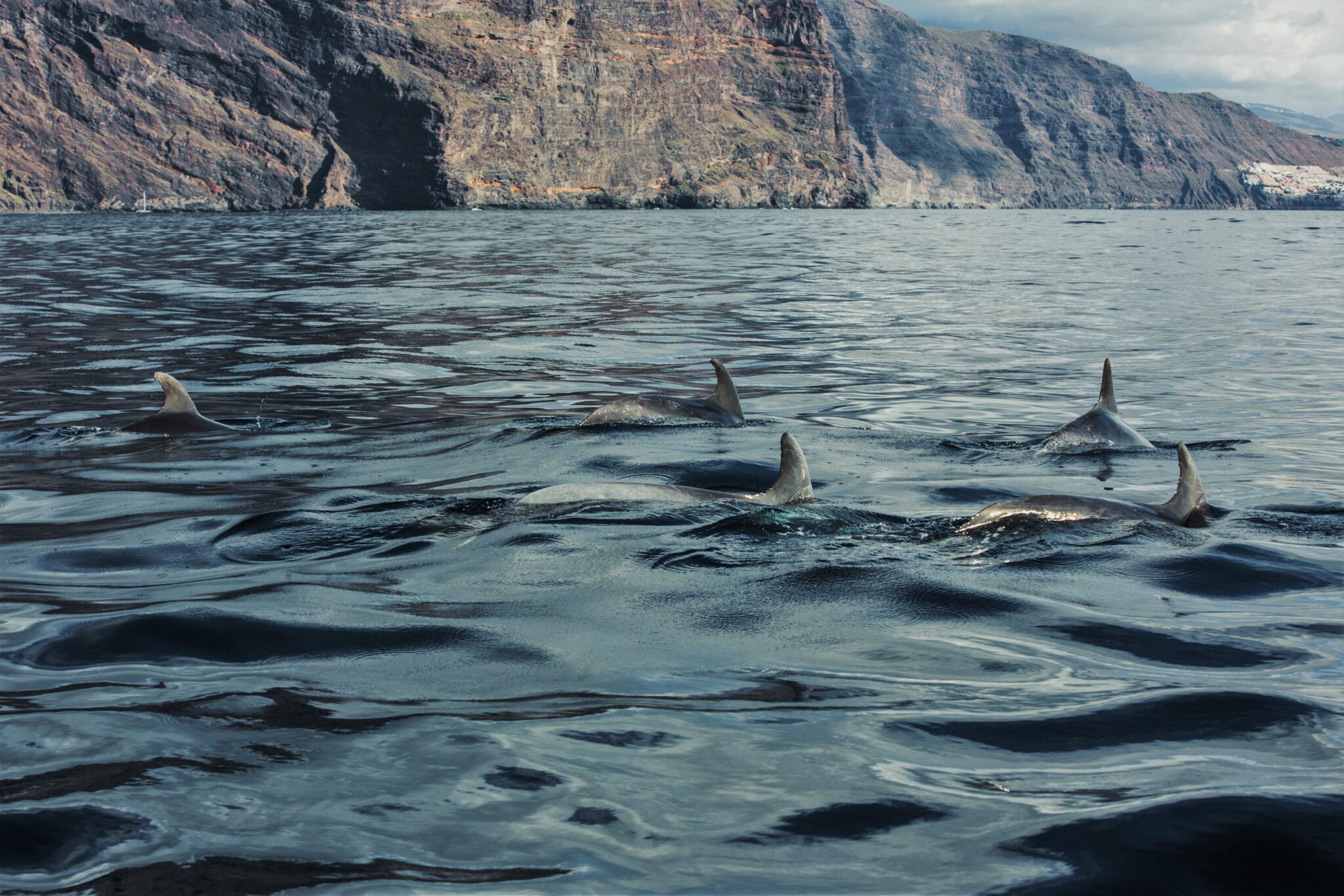 canary islands dolphin watching