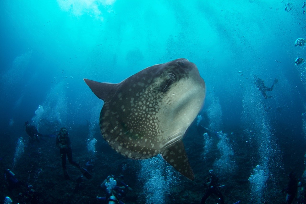 mola mola in bali