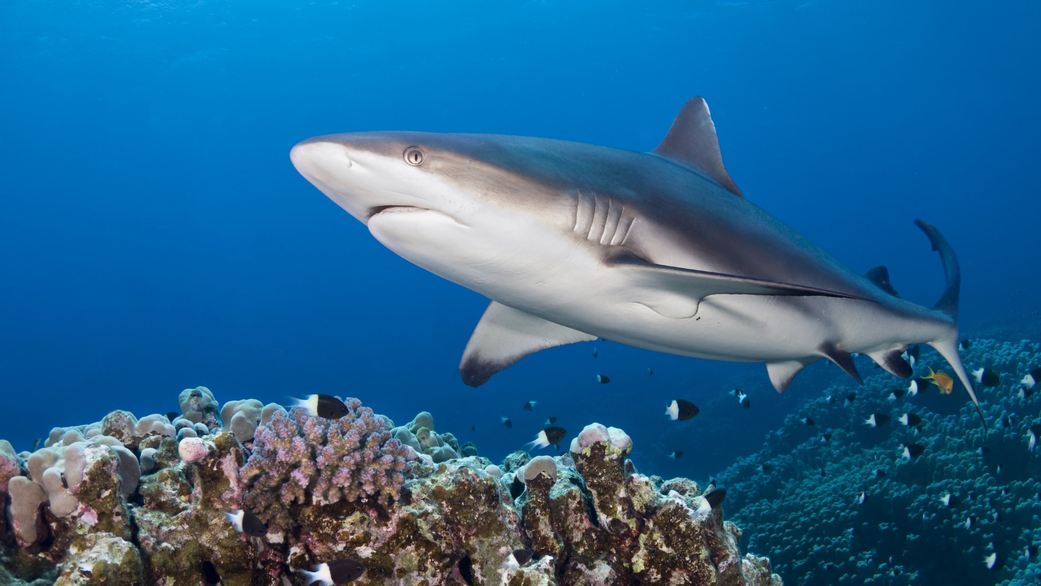 A gray reef shark swims above a coral reef at Blue Corner in Palau which is one of the world's best shark diving destinations
