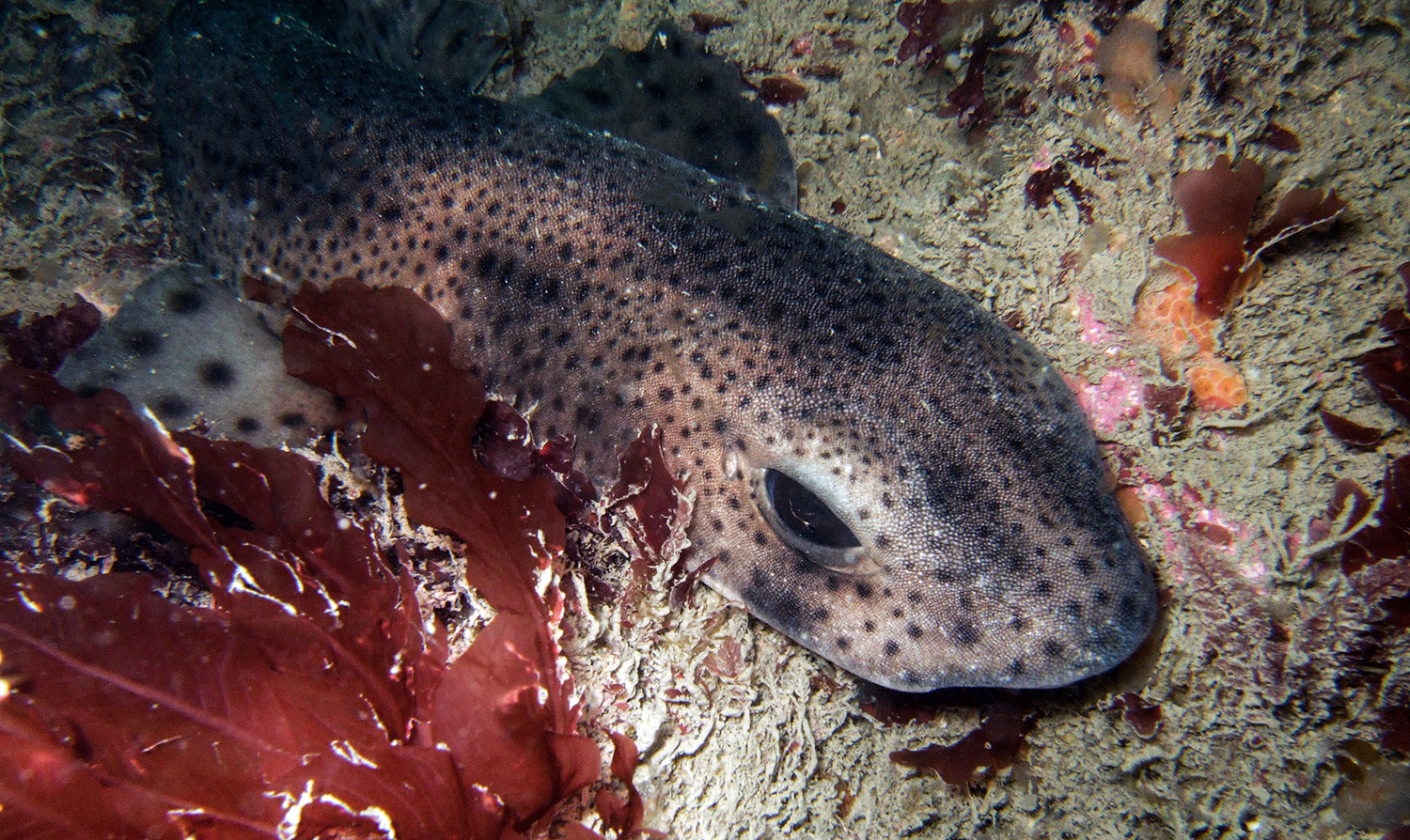 A dogfish, also called the small-spotted catshark, lies in a gully in Pembrokeshire and is a common sighting on UK dives