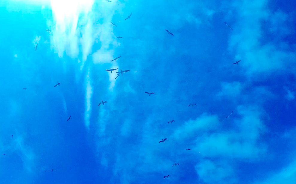 Gannets gliding across blue skies on a sunny day above Grassholm Island in Pembrokeshire, Wales