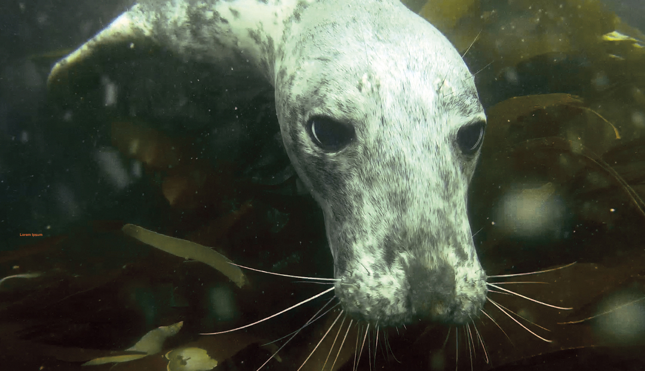 A curious grey seal coming up for a closer look while scuba diving at The Smalls in Pembrokeshire
