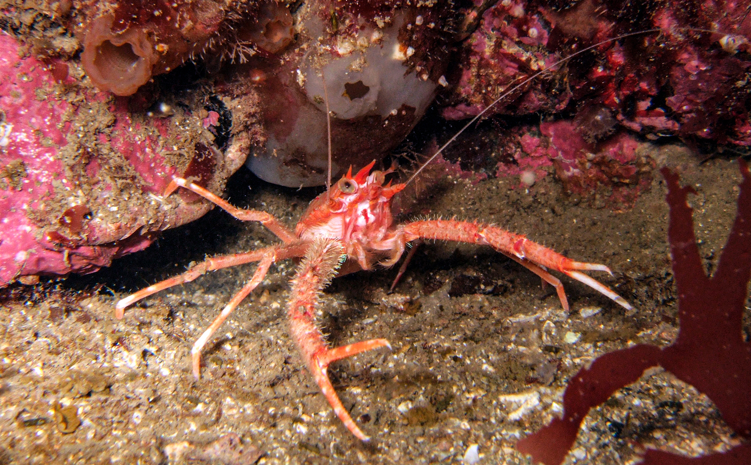 A squat lobster sits on a reef in West Wales, and is one of many crustaceans to look out for in British waters