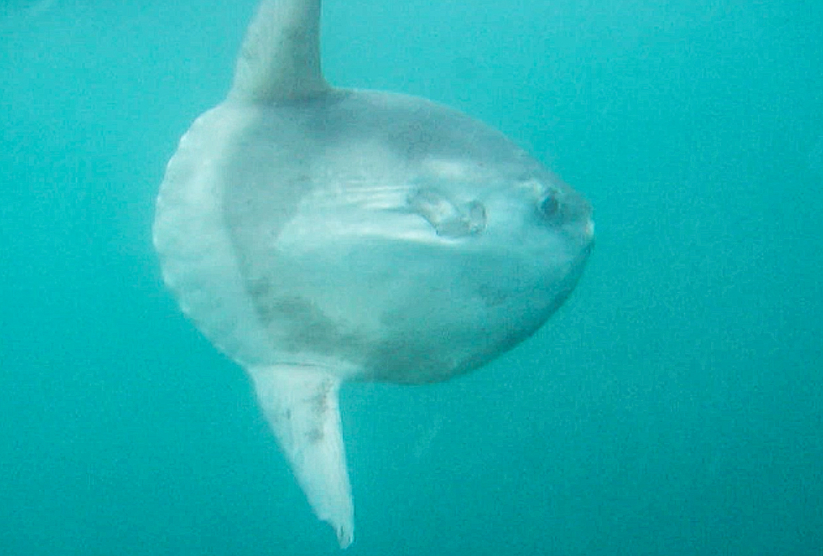 A sunfish, or mola mola, swimming just beneath the surface in West Wales