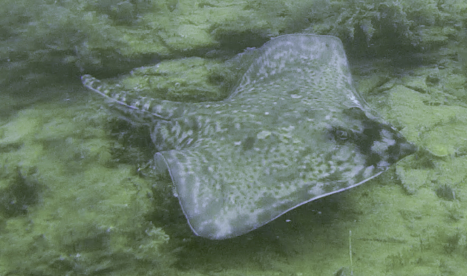 A thornback ray, spotted while scuba diving near the wreck of the SS Volnay in Cornwall