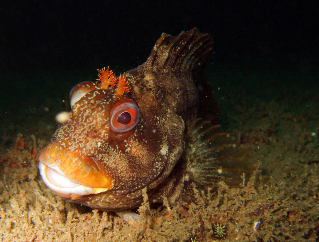 A tompot blenny sitting on a wreck during a dive in West Wales, UK