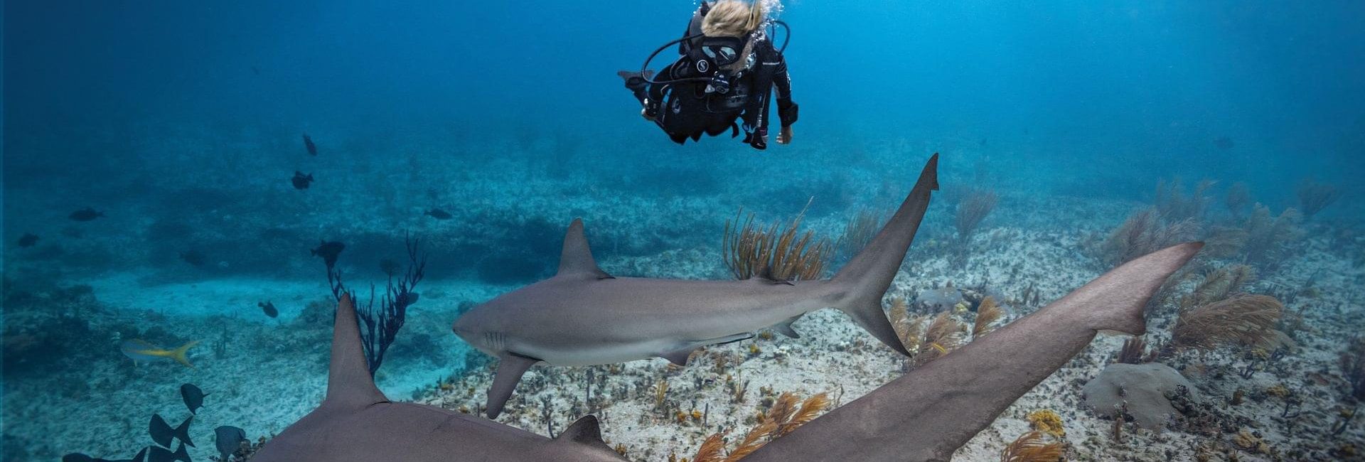 Quiz: What’s Your Marine Life Alter Ego?
