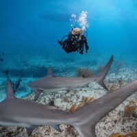 Scuba diver encountering sharks during dive