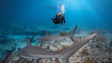 Scuba diver encountering sharks during dive
