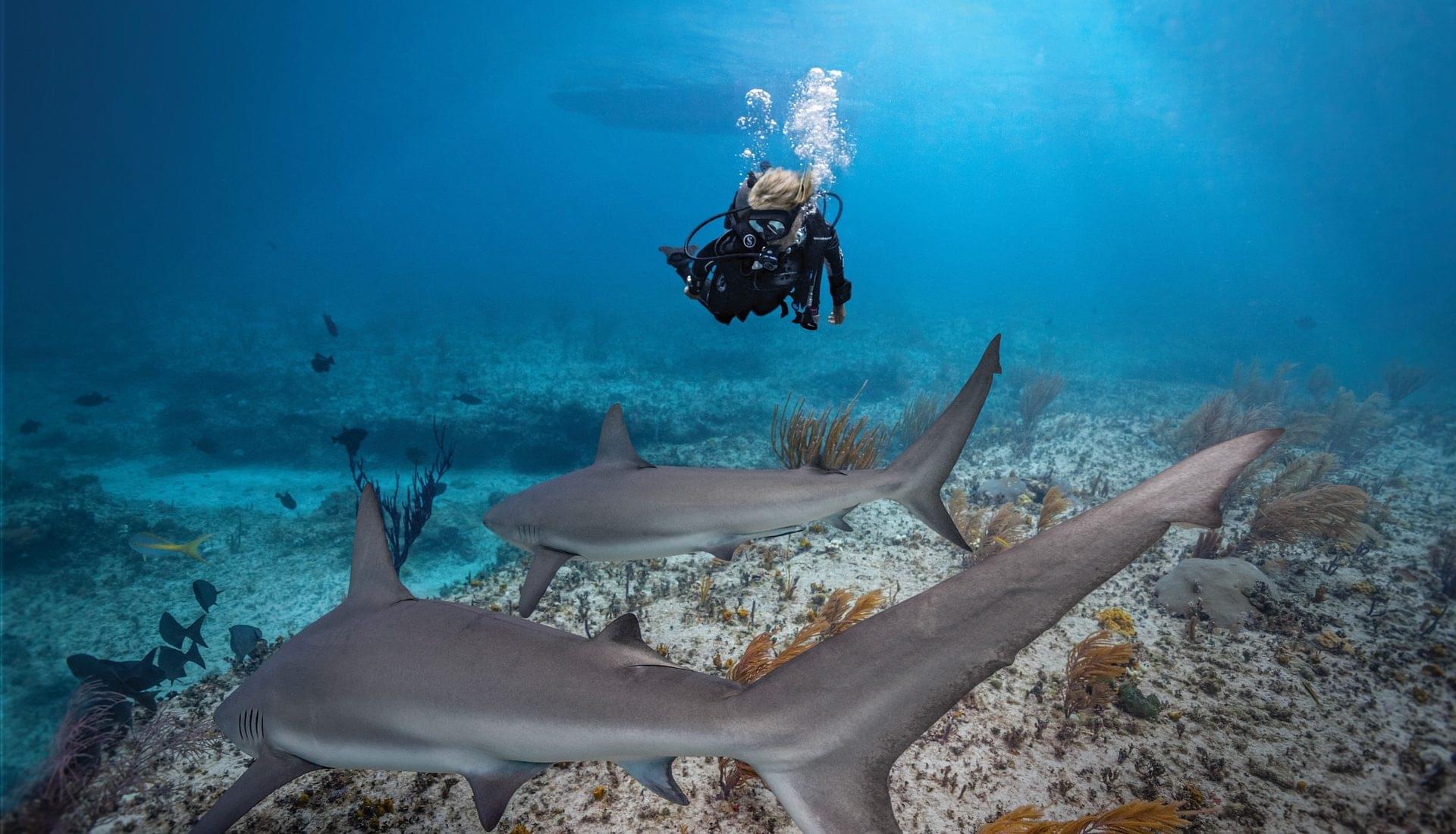 Buceador se topa con tiburones durante una inmersión