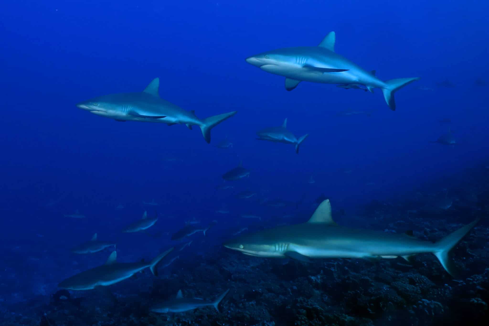reef sharks in french polynesia