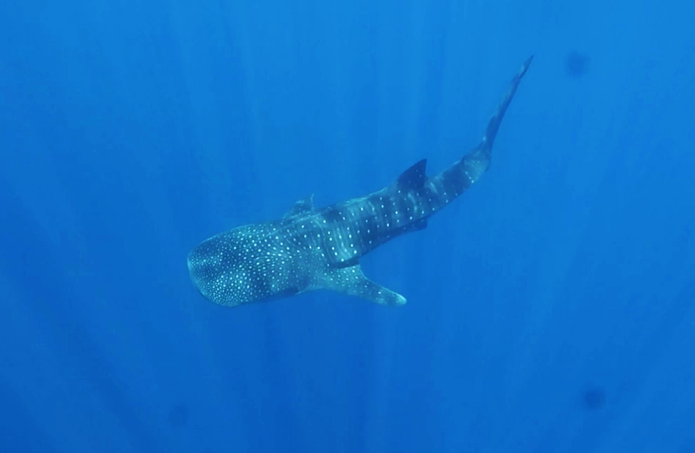 natural shark encounters whale shark