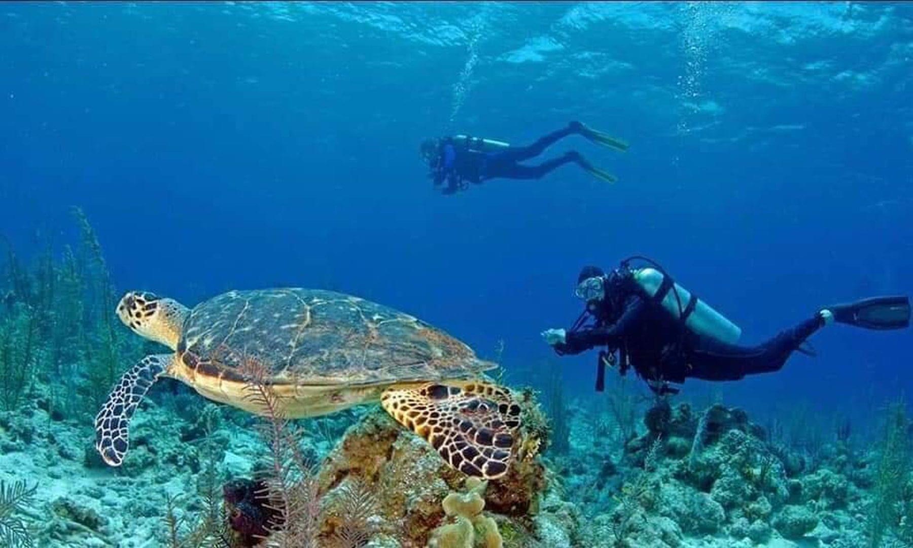 underwater shot with turtle of paradise taveuni resort house reef