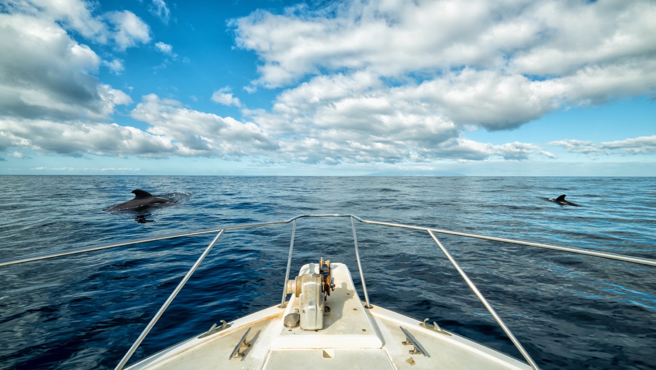 canary islands whale watching