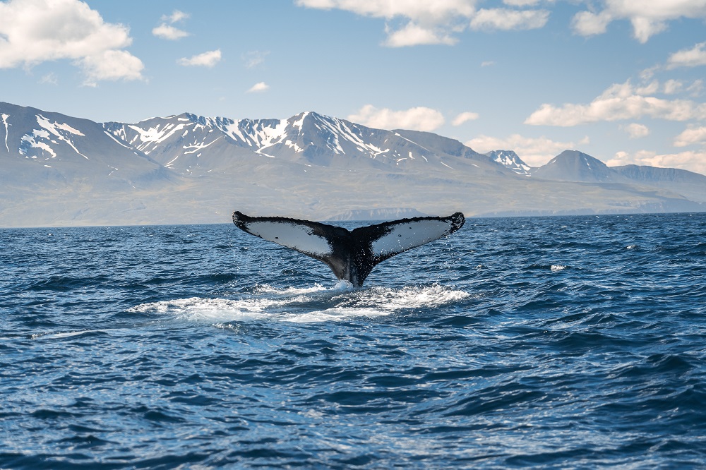 A whale dives into the ocean in Iceland, one of many cold water diving vacation packages you can book at PADI Travel