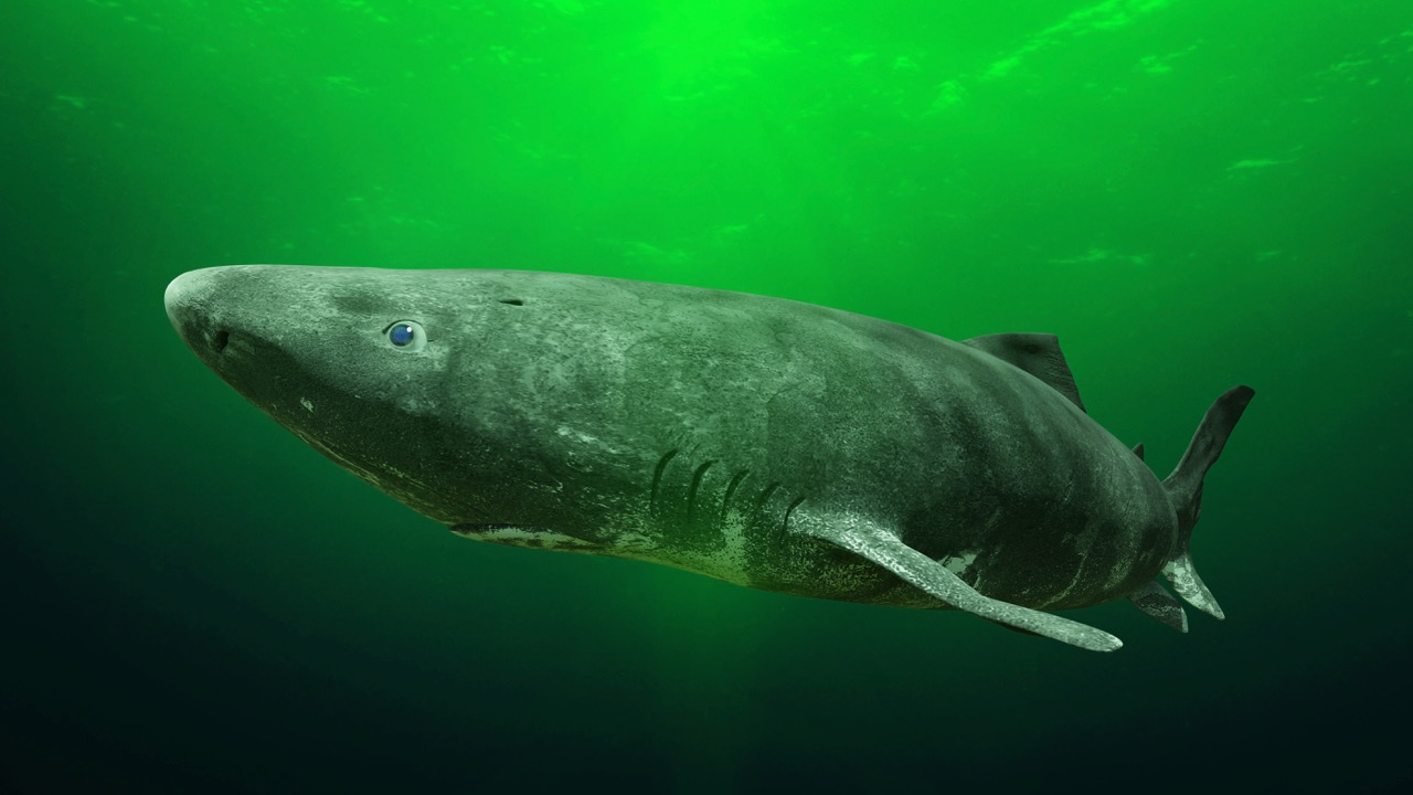 A deep-sea Greenland shark which can live over 500 years and evolved from sharks, one of the oldest animal species on earth