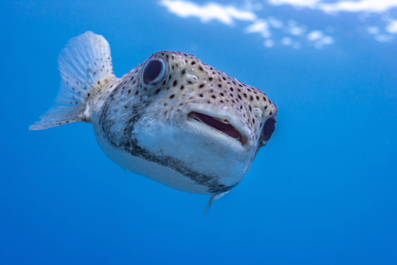 pufferfish in the blue water