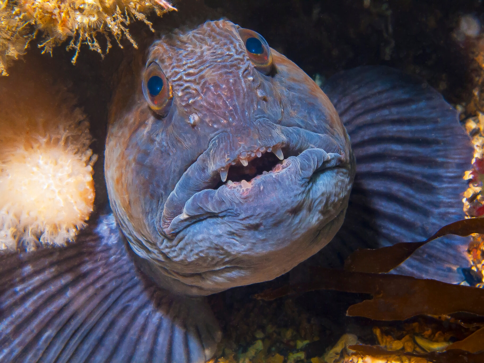 An Atlantic wolffish peering out from a crevice, and one of the many critters you can spot when diving in February in Iceland