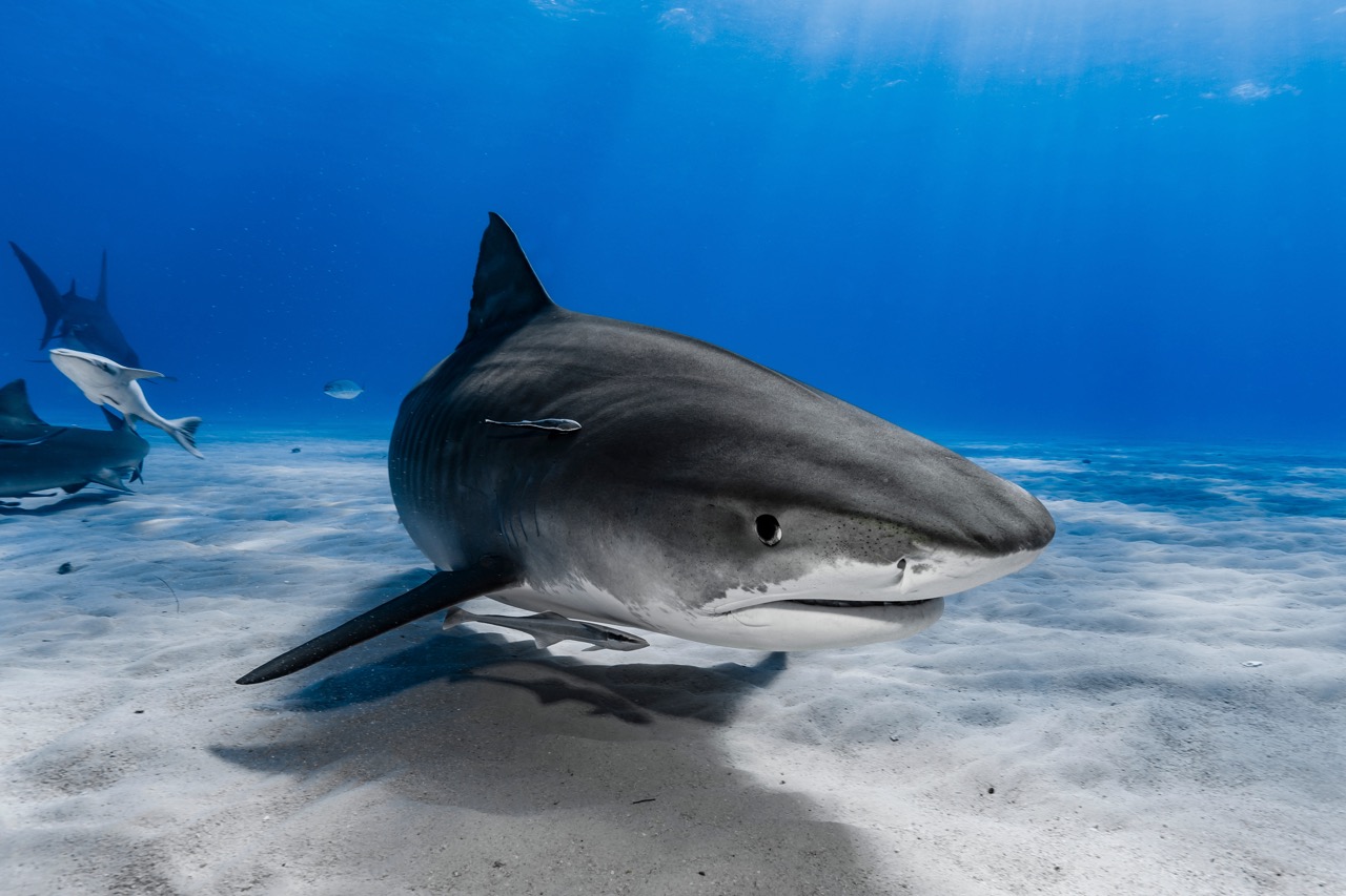 PADI Pros working with Tiger Sharks in the Bahamas to educate tourists on shark conservation efforts