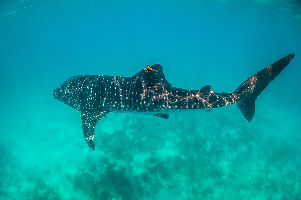 A whale shark cruising past in crystal clear waters, a sight that makes Mafia Island one of the best destinations in February