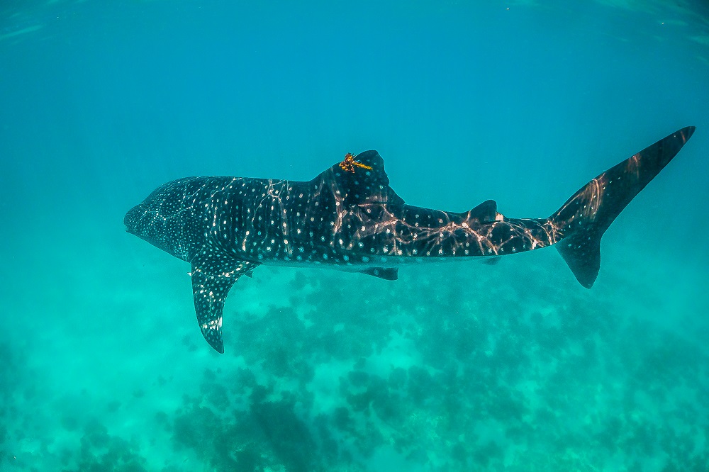 A megafauna star swimming through clear water with rays of sunlight highlighting its unique and unmistakable pattern