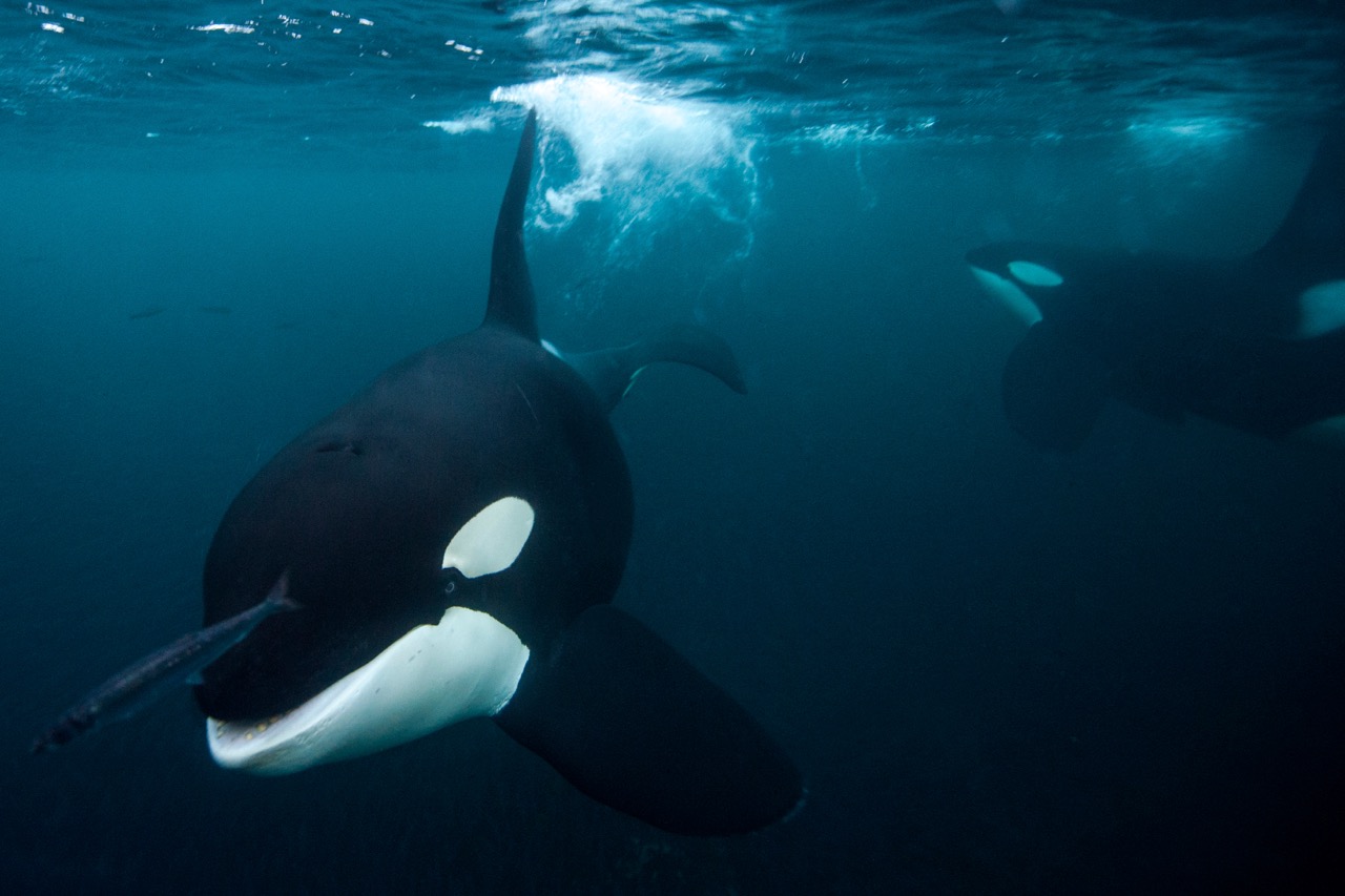 killer whale chasing an herring underwater