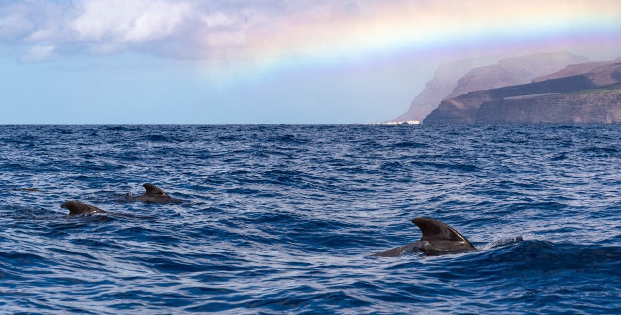 Go Whale and Dolphin Watching in the Canary Islands (The Responsible Way)