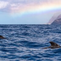 canary islands whale watching